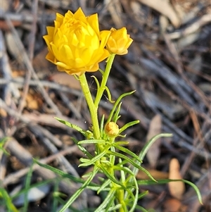 Xerochrysum viscosum at Weetangera, ACT - 29 Oct 2024