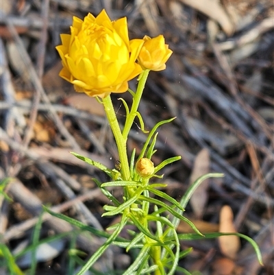 Xerochrysum viscosum (Sticky Everlasting) at Weetangera, ACT - 28 Oct 2024 by sangio7