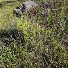 Pimelea curviflora at Weetangera, ACT - 29 Oct 2024