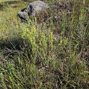 Pimelea curviflora at Weetangera, ACT - 29 Oct 2024