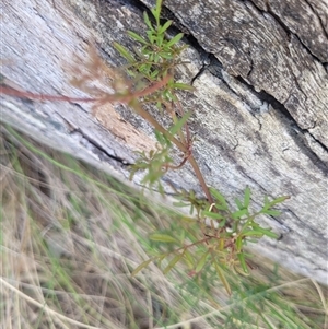 Clematis leptophylla at Kambah, ACT - 29 Oct 2024 04:51 PM