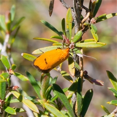 Endeolena aurinatella (Wingia Group) at Jingera, NSW - 29 Oct 2024 by DPRees125