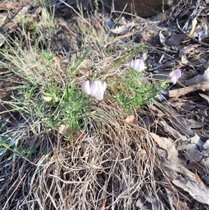 Lotus australis at Kambah, ACT - 29 Oct 2024