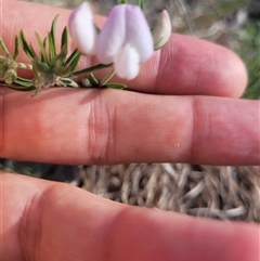 Lotus australis at Kambah, ACT - 29 Oct 2024