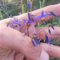 Dianella revoluta var. revoluta (Black-Anther Flax Lily) at Kambah, ACT - 29 Oct 2024 by AlexSantiago