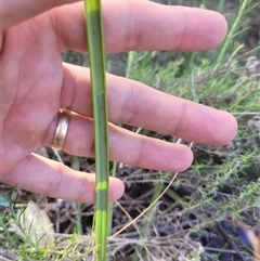 Dianella revoluta var. revoluta at Kambah, ACT - 29 Oct 2024