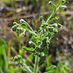 Hackelia suaveolens (Sweet Hounds Tongue) at Weetangera, ACT - 29 Oct 2024 by sangio7