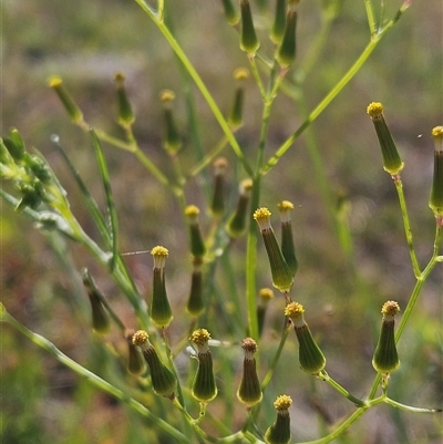 Senecio quadridentatus (Cotton Fireweed) at Weetangera, ACT - 29 Oct 2024 by sangio7