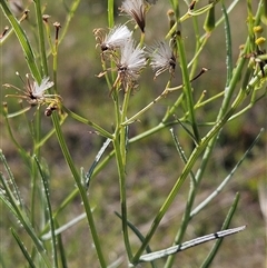 Senecio quadridentatus at Weetangera, ACT - 29 Oct 2024