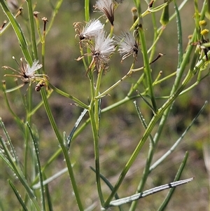 Senecio quadridentatus at Weetangera, ACT - 29 Oct 2024