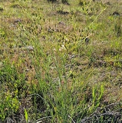 Senecio quadridentatus at Weetangera, ACT - 29 Oct 2024