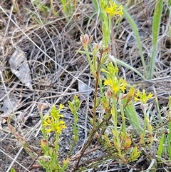 Pimelea curviflora (Curved Rice-flower) at Weetangera, ACT - 28 Oct 2024 by sangio7