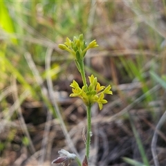 Pimelea curviflora at Weetangera, ACT - 29 Oct 2024