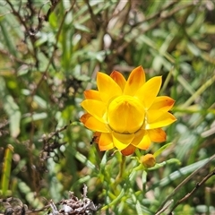 Xerochrysum viscosum (Sticky Everlasting) at Weetangera, ACT - 28 Oct 2024 by sangio7