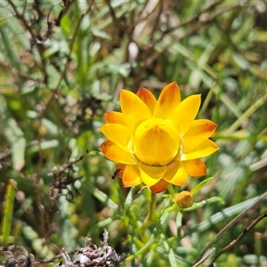 Xerochrysum viscosum at Weetangera, ACT - 29 Oct 2024 10:01 AM