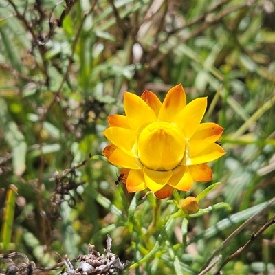 Xerochrysum viscosum (Sticky Everlasting) at Weetangera, ACT - 29 Oct 2024 by sangio7