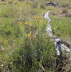 Xerochrysum viscosum at Weetangera, ACT - 29 Oct 2024