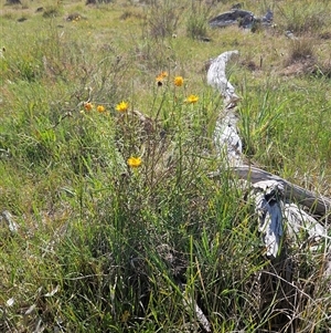 Xerochrysum viscosum at Weetangera, ACT - 29 Oct 2024