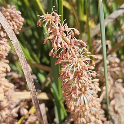 Lomandra multiflora (Many-flowered Matrush) at Weetangera, ACT - 29 Oct 2024 by sangio7