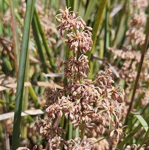 Lomandra multiflora at Weetangera, ACT - 29 Oct 2024 11:03 AM