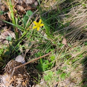 Ranunculus scapiger at Uriarra Village, ACT - 30 Oct 2024