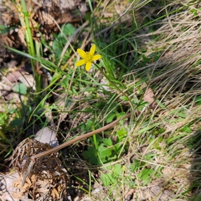 Ranunculus scapiger at Uriarra Village, ACT - 30 Oct 2024 by BethanyDunne