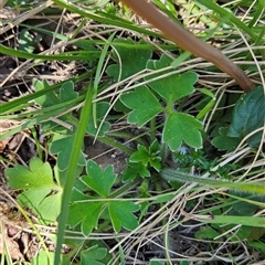 Ranunculus scapiger at Uriarra Village, ACT - 30 Oct 2024