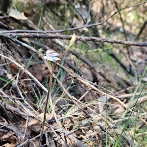 Caladenia alpina at Uriarra Village, ACT - 30 Oct 2024