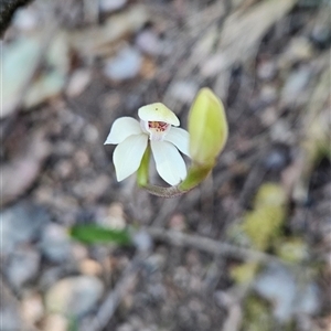 Caladenia alpina at Uriarra Village, ACT - 30 Oct 2024