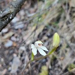 Caladenia alpina at Uriarra Village, ACT - 30 Oct 2024