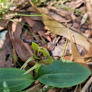 Chiloglottis valida at Uriarra Village, ACT - suppressed