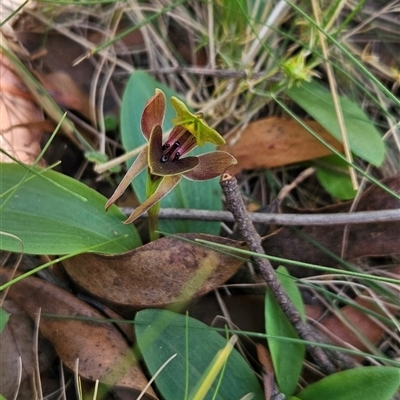 Chiloglottis valida (Large Bird Orchid) at Uriarra Village, ACT - 30 Oct 2024 by BethanyDunne