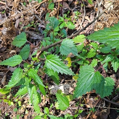 Urtica incisa (Stinging Nettle) at Uriarra Village, ACT - 29 Oct 2024 by BethanyDunne