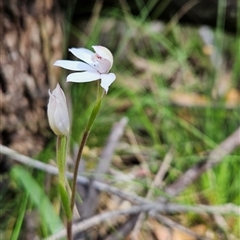 Caladenia alpina (Mountain Caps) at Uriarra Village, ACT - 30 Oct 2024 by BethanyDunne