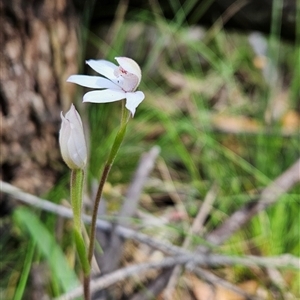 Caladenia alpina at Uriarra Village, ACT - 30 Oct 2024