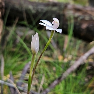 Caladenia alpina at Uriarra Village, ACT - 30 Oct 2024