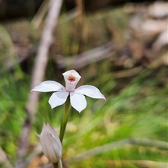 Caladenia alpina at Uriarra Village, ACT - 30 Oct 2024