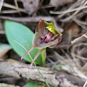 Chiloglottis valida at Uriarra Village, ACT - 30 Oct 2024