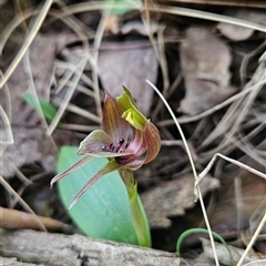 Chiloglottis valida at Uriarra Village, ACT - 30 Oct 2024