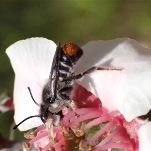 Megachile ferox at Murrumbateman, NSW - 30 Oct 2024