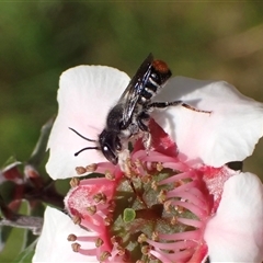 Megachile ferox at Murrumbateman, NSW - 30 Oct 2024