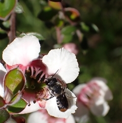 Megachile ferox at Murrumbateman, NSW - 30 Oct 2024