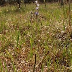 Thelymitra peniculata (Blue Star Sun-orchid) at Cook, ACT - 28 Oct 2024 by CathB