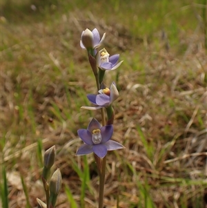 Thelymitra peniculata at Cook, ACT - suppressed