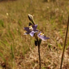 Thelymitra peniculata at Cook, ACT - suppressed