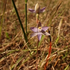 Thelymitra pauciflora (Slender Sun Orchid) at Cook, ACT - 28 Oct 2024 by CathB