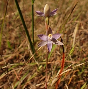 Thelymitra pauciflora at Cook, ACT - 28 Oct 2024