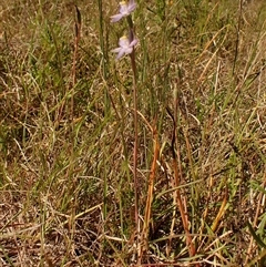 Thelymitra pauciflora at Cook, ACT - 28 Oct 2024