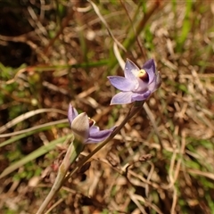 Thelymitra pauciflora at Cook, ACT - 28 Oct 2024