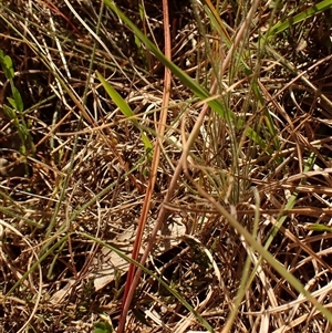 Thelymitra pauciflora at Cook, ACT - 28 Oct 2024